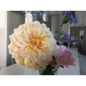 Meet your Posher, Rose